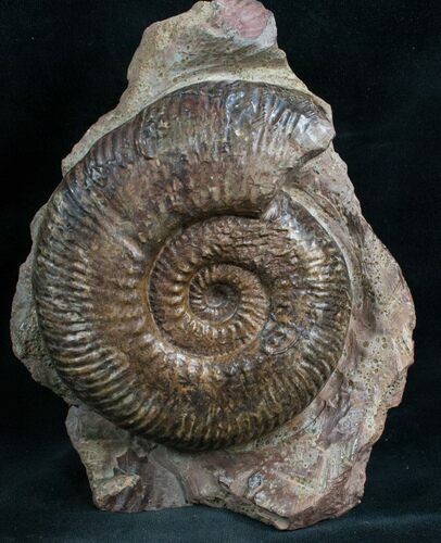 Hammatoceras Ammonite From France #7823